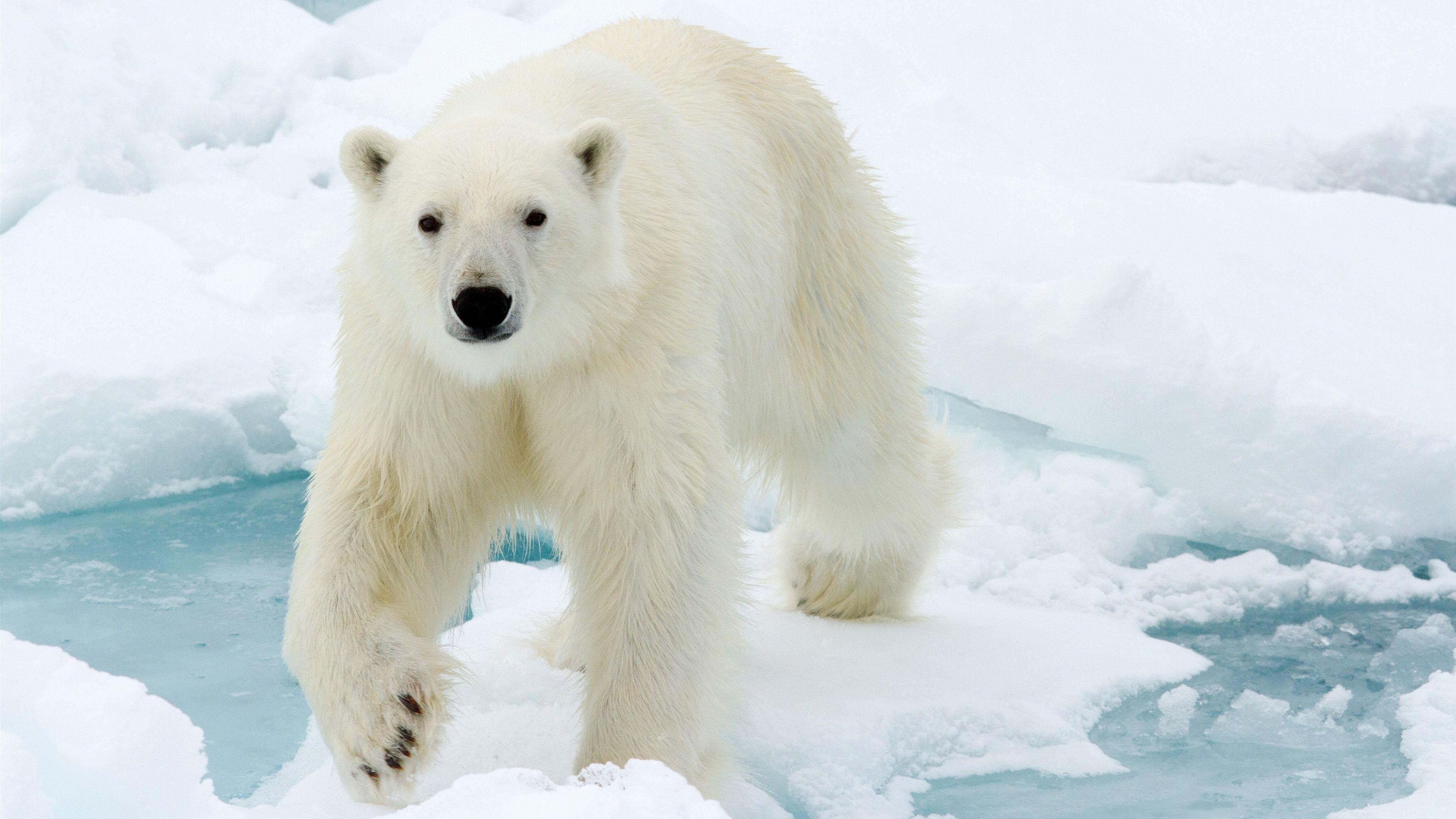 Thiết bị B Medical Systems